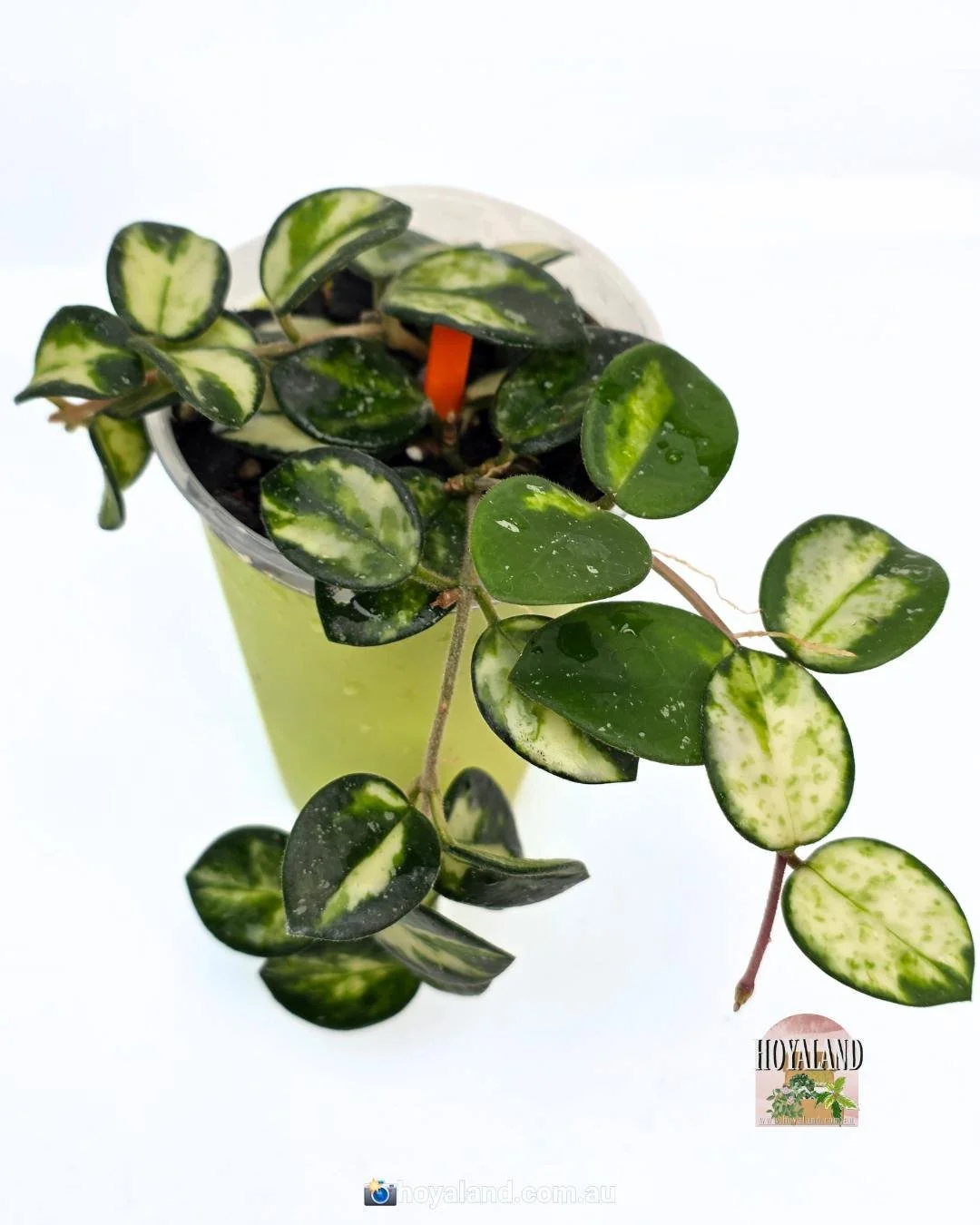 Hoya mathilde variegata base (4).jpg