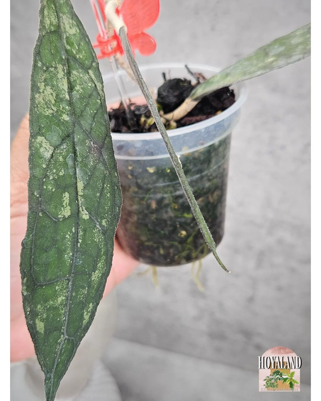 Hoya clemensiorum dark  (5).jpg