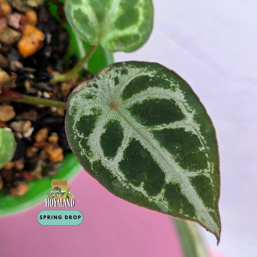 Established seed-grown Anthurium Diamond Forgetii Diamond Shield S1 seedling by Hoyaland showing closed sinus, diamond silhouette, and crystalline silver veins