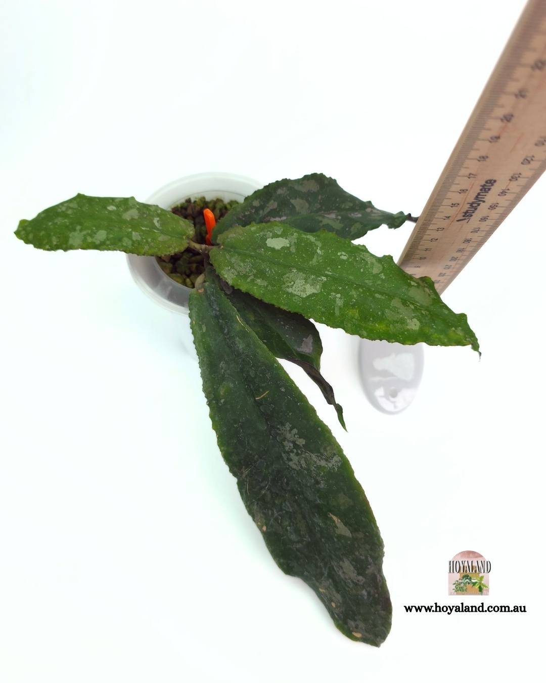 Hoya undulata (2).jpg