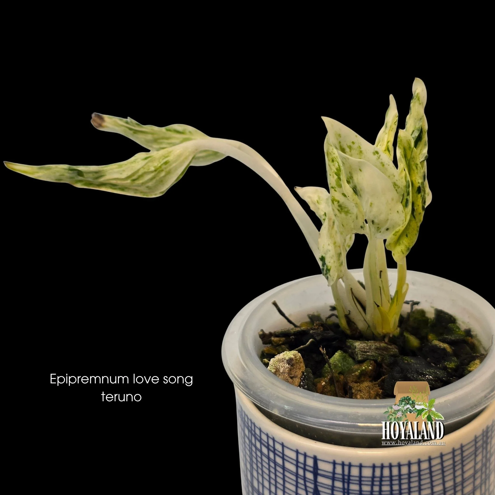 Epipremnum love song teruno (3).jpg