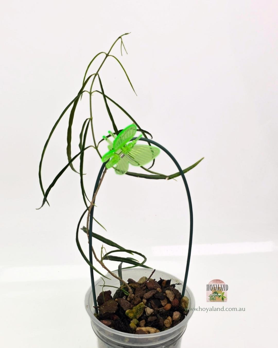 Hoya stenophylla A (3).jpg