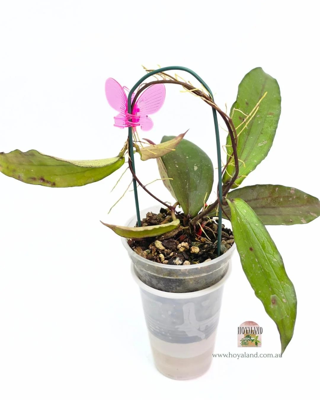 Hoya erythrina Bacho (2).jpg