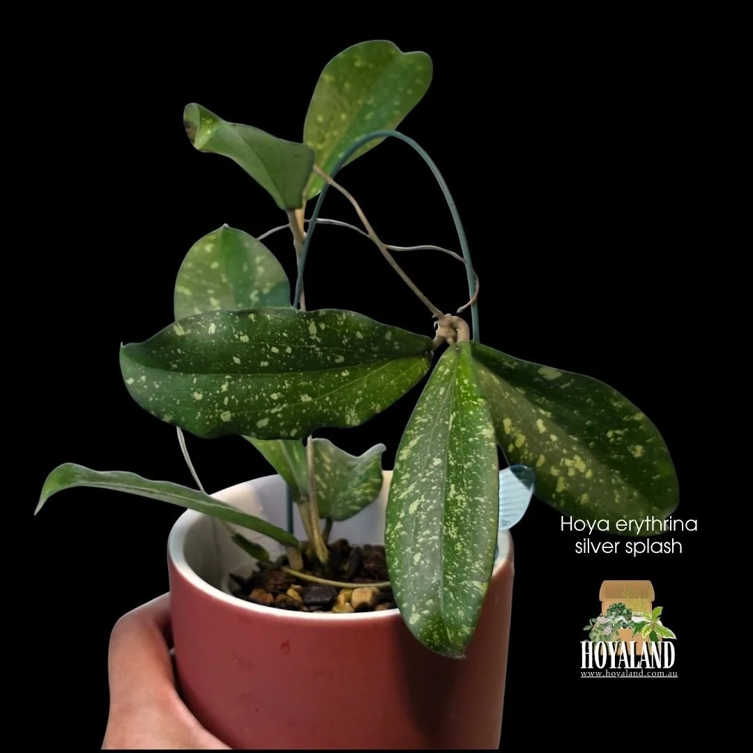 Hoya erythrina silver splash.jpg