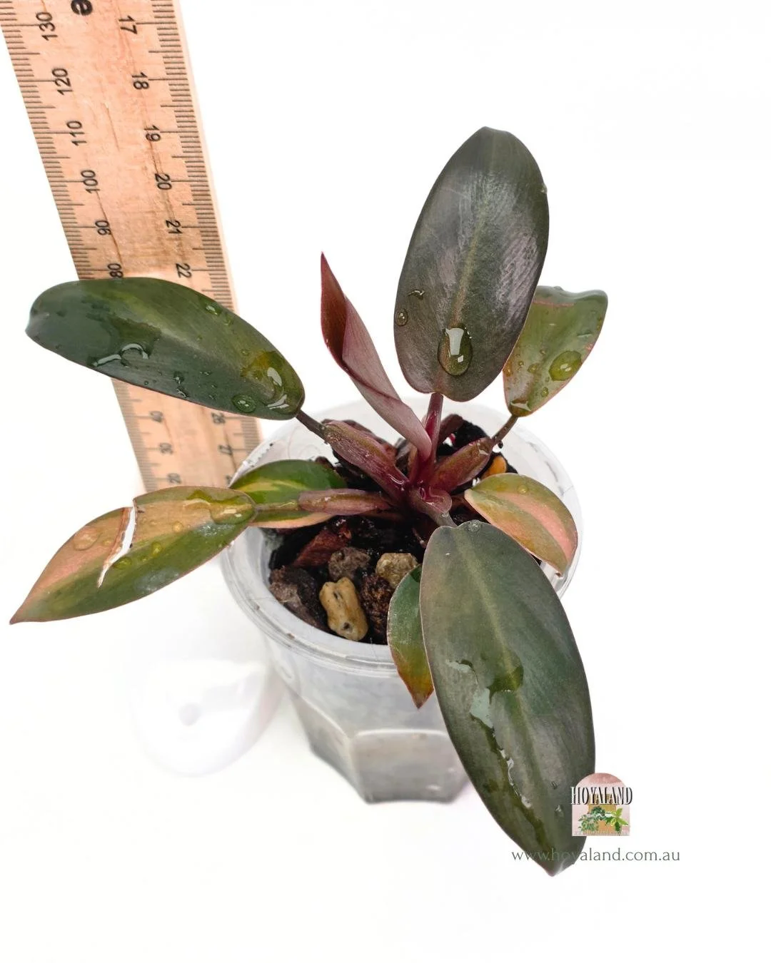 Philodendron black cardinal variegata (3).jpg