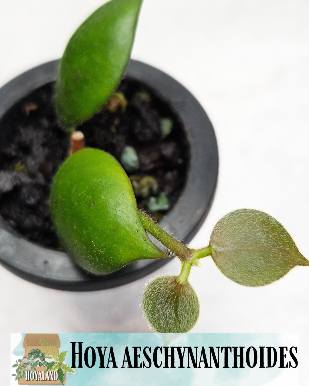 Hoya aeschynanthoides.jpg