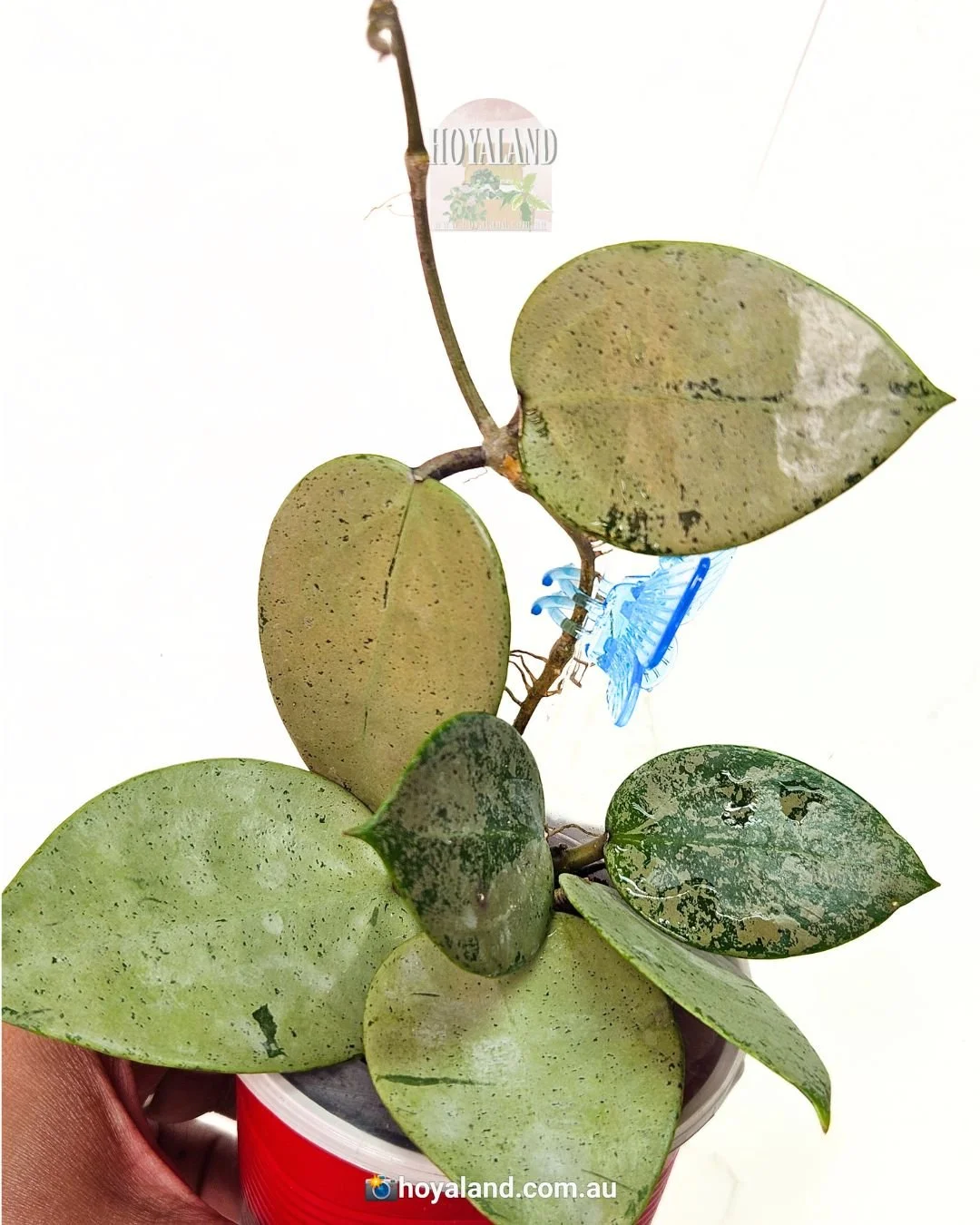 Hoya verticillata heart silver (1).jpg