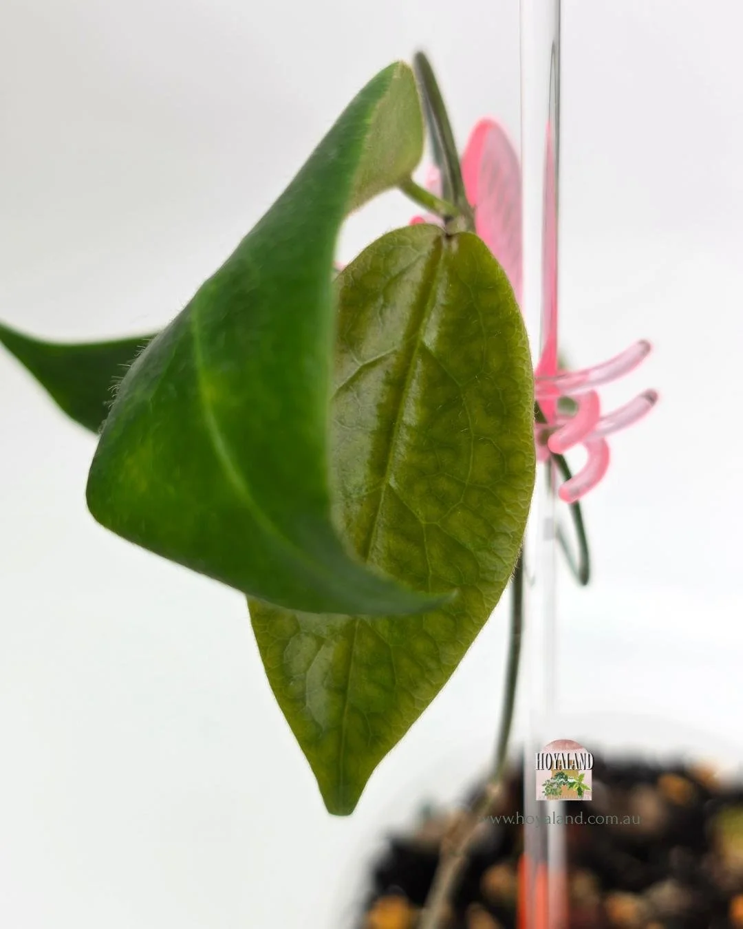 Hoya piestolepsis (7).jpg