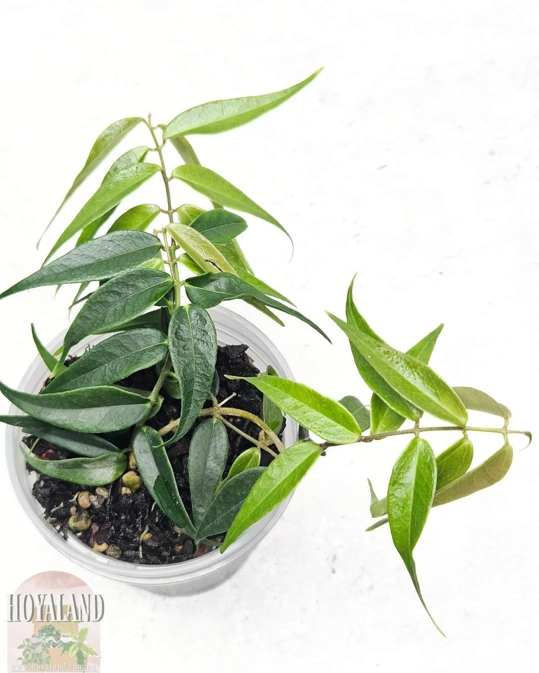 Hoya leucantha (4).jpg