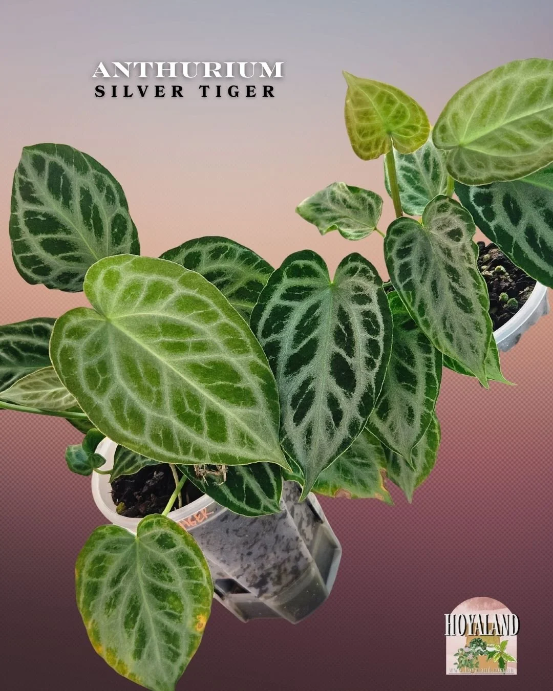 Anthurium silver tiger (13).jpg
