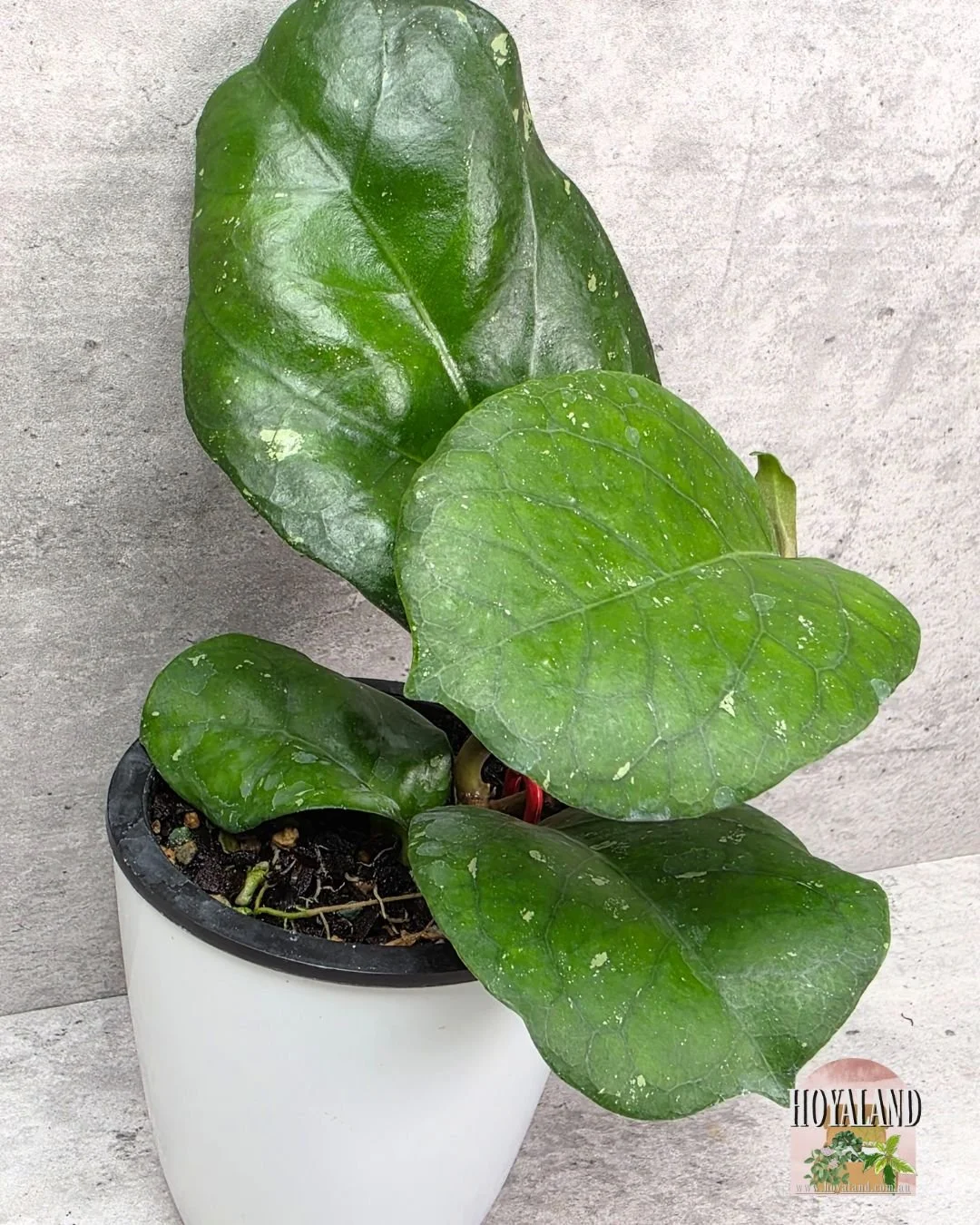 Hoya AH 1025.jpg