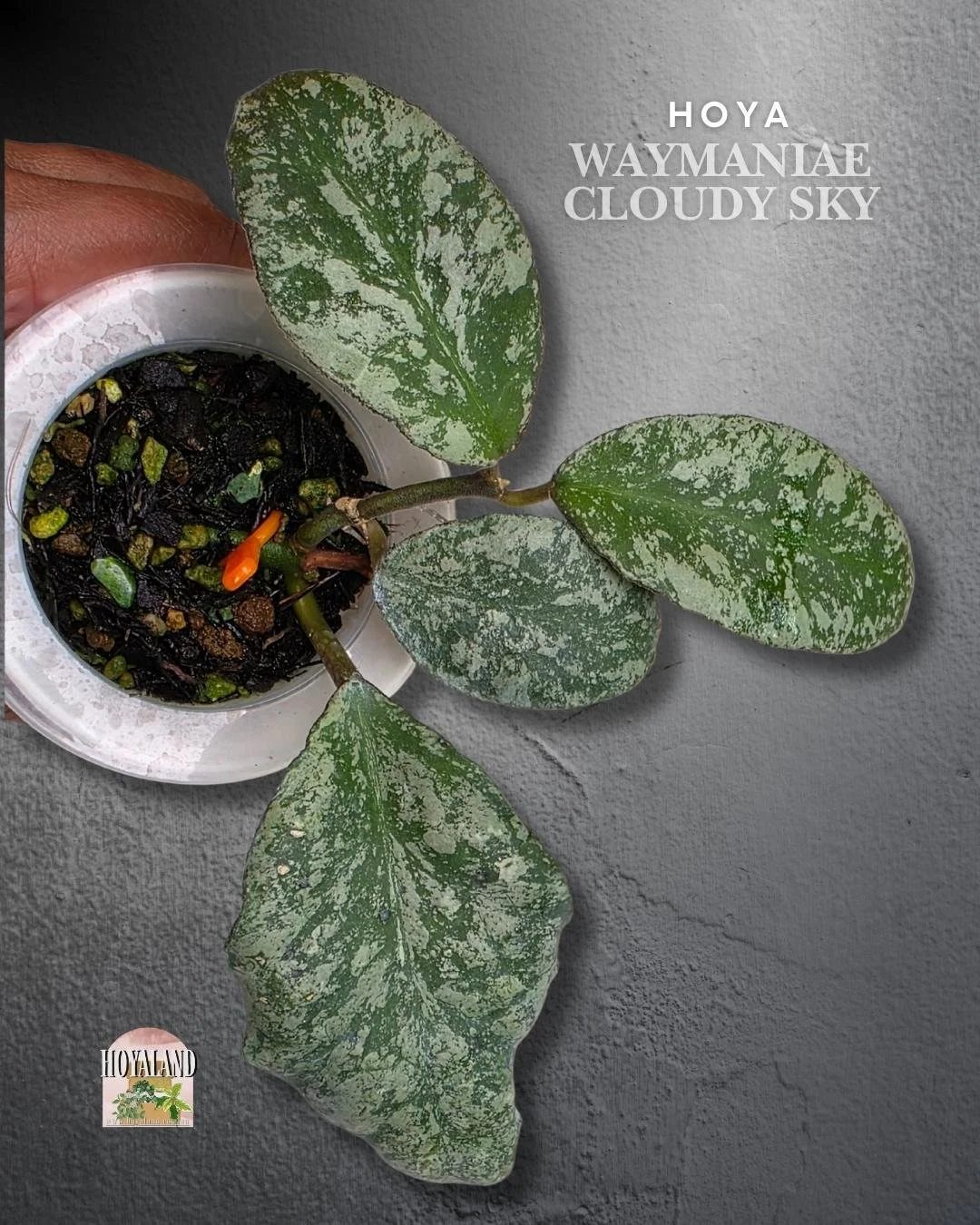 Hoya waymaniae cloudy sky (5).jpg