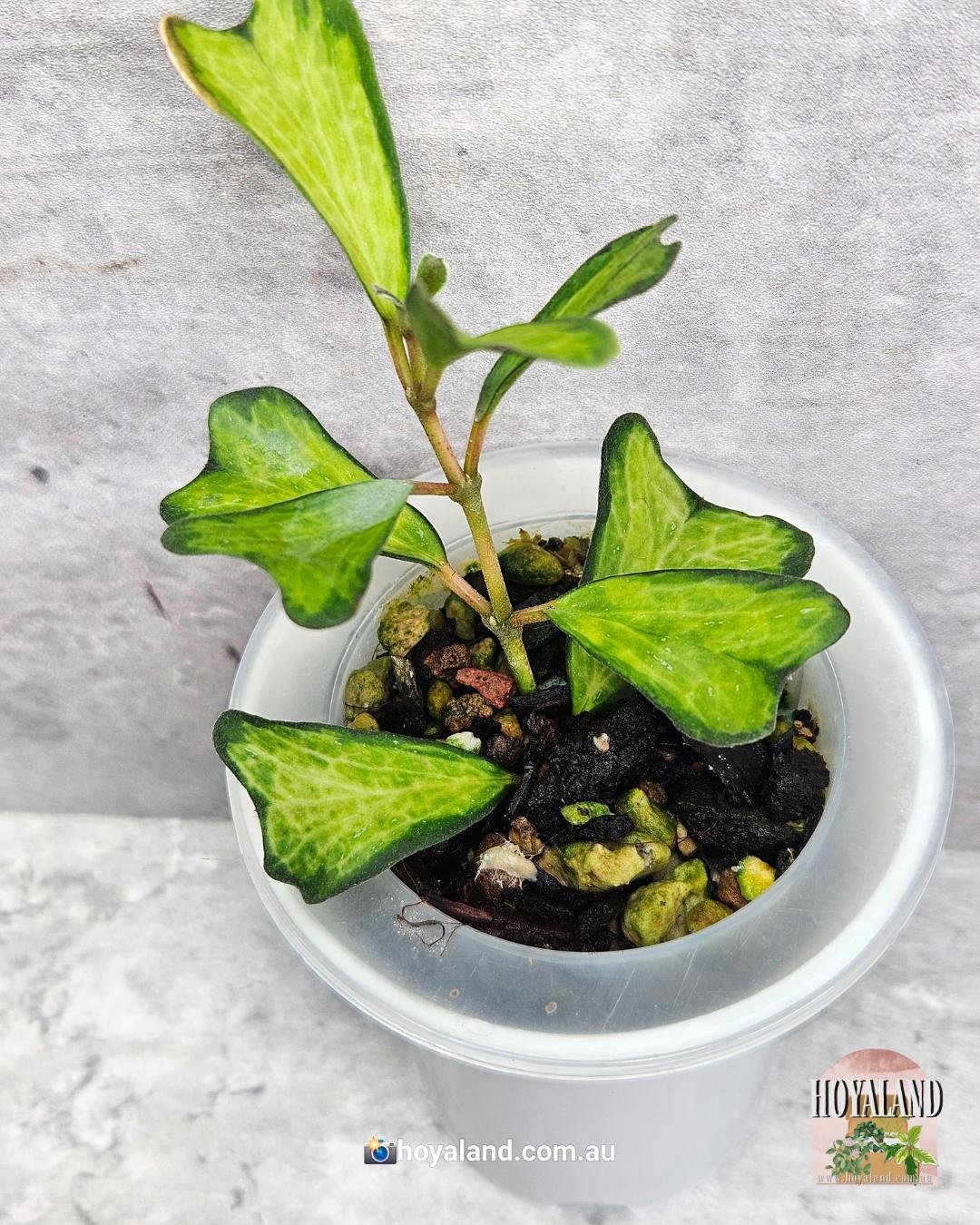 Hoya manipurensis variegata (2).jpg