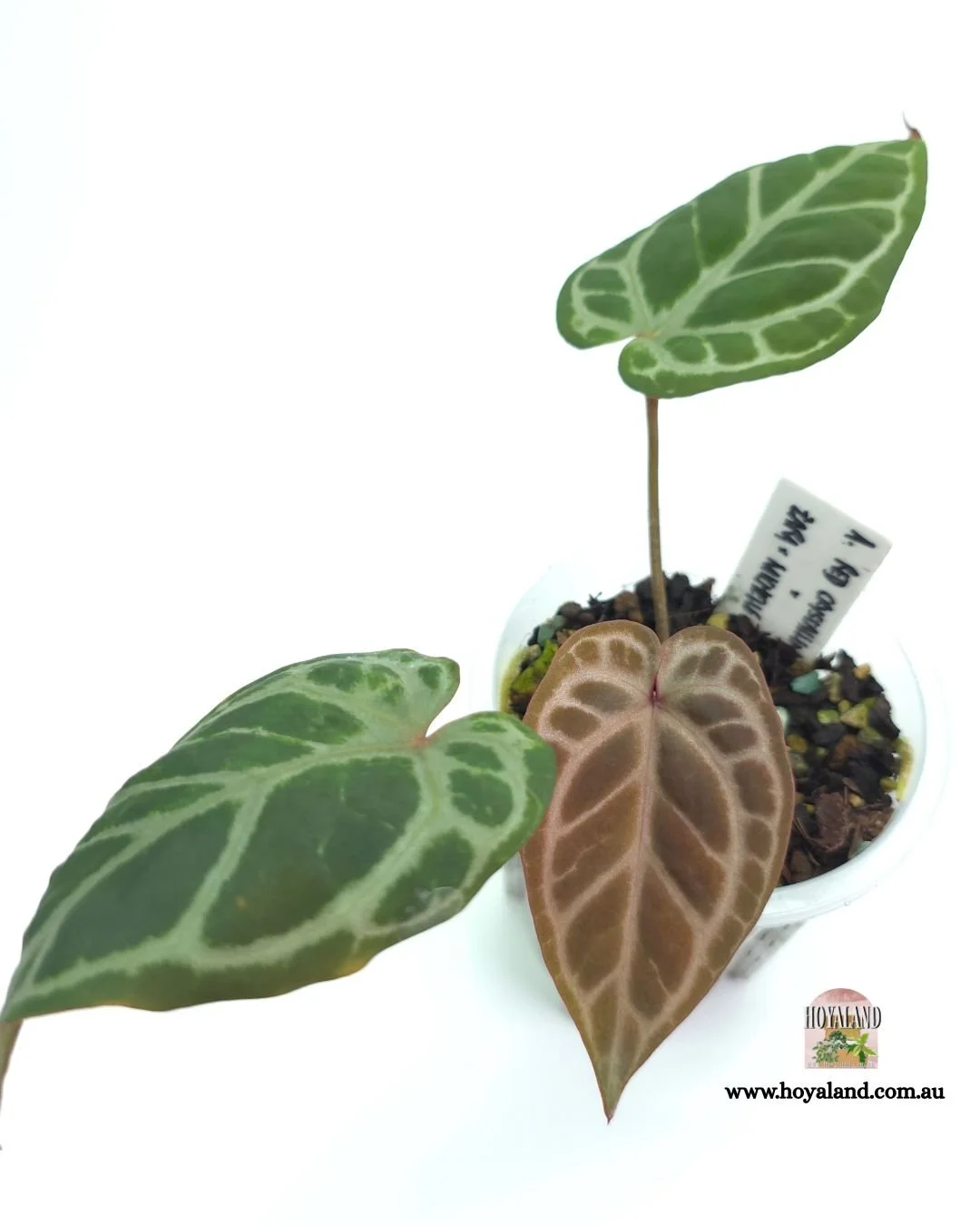 🍂 Rare Anthurium (SKG Red Crystallinum) (ZaraxMichelle ) | Clonal Propagation