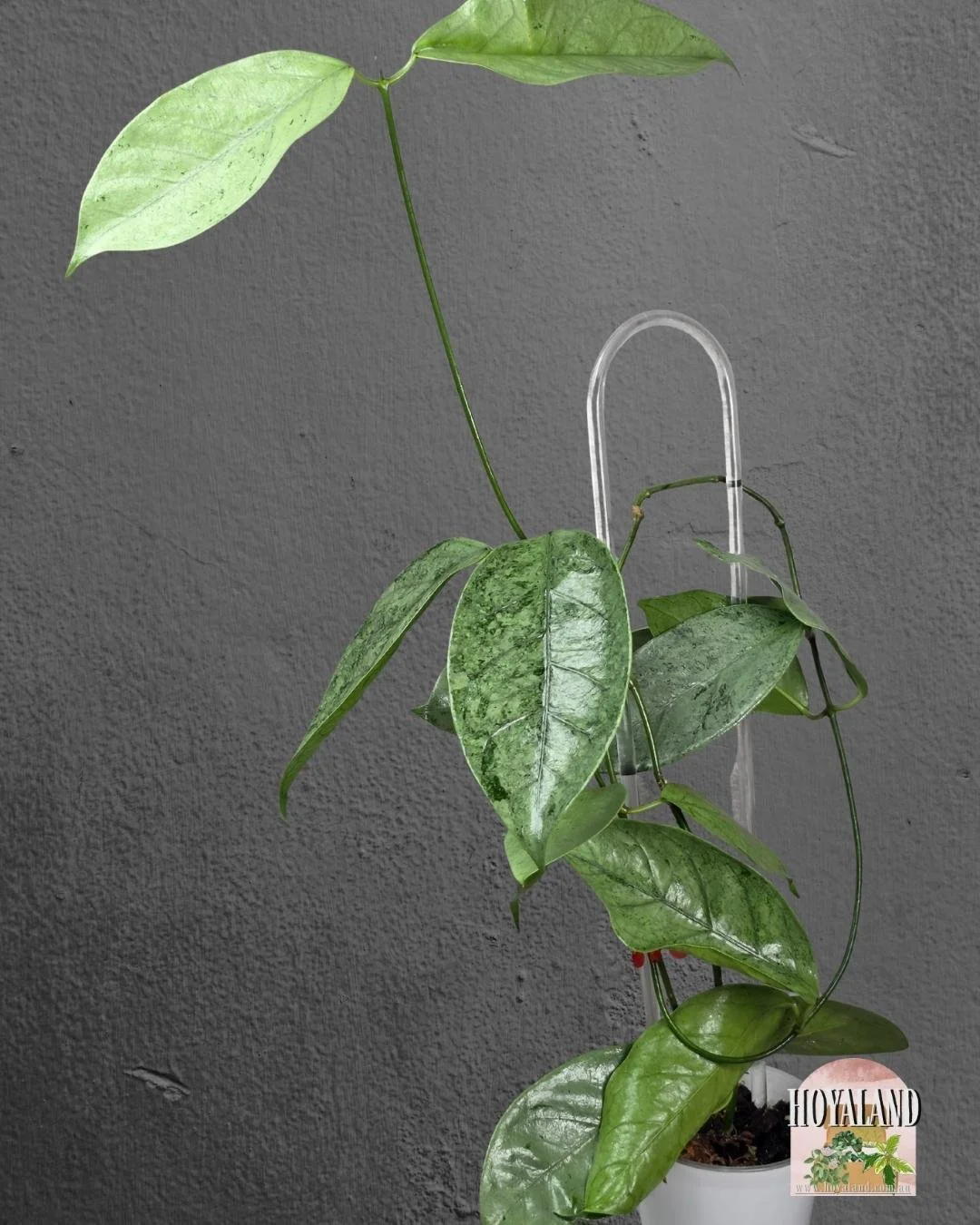 Hoya coriacea silver (4).jpg