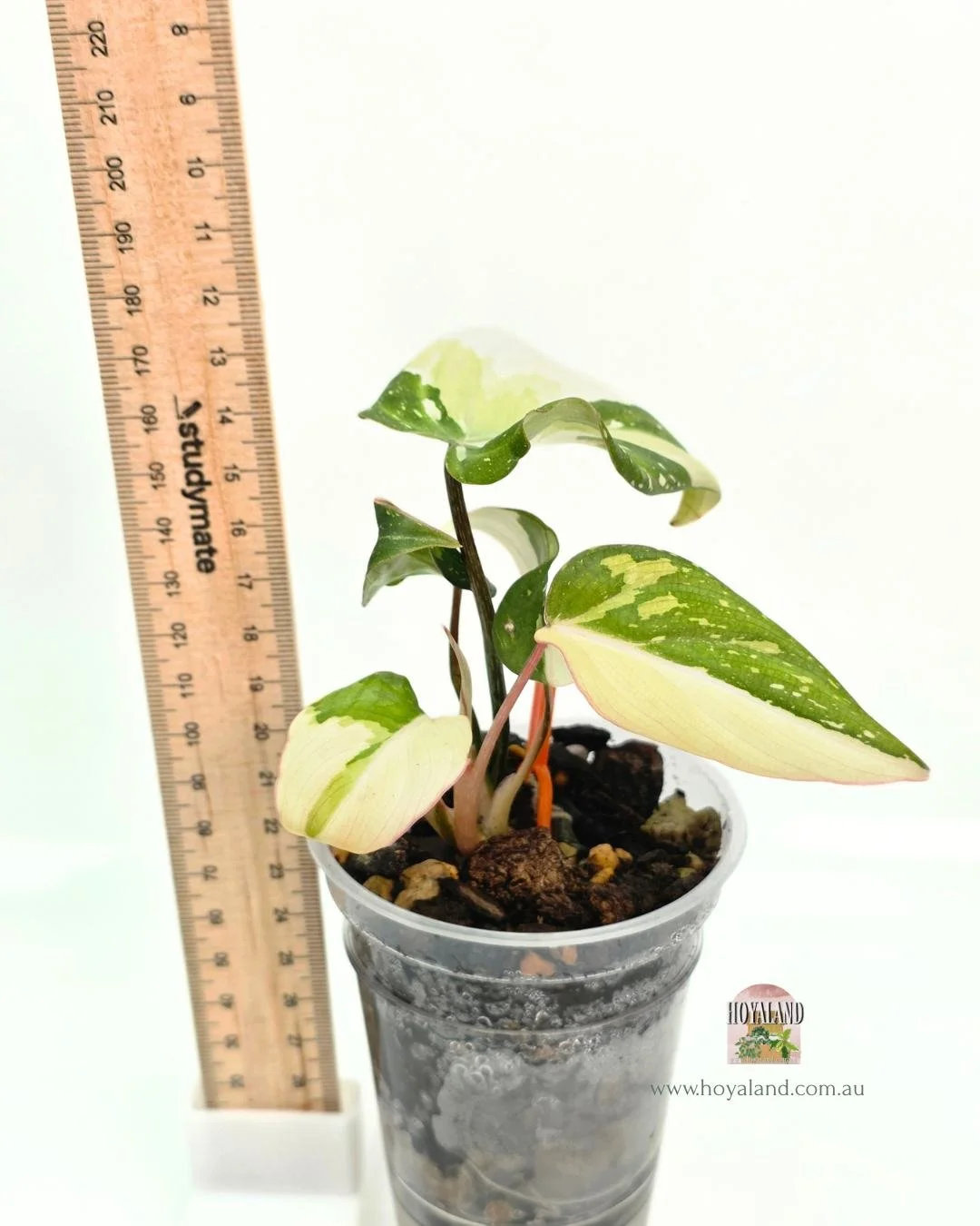 philodendron xanadu giftig Philodendron Xanadu - 80cm main image 0