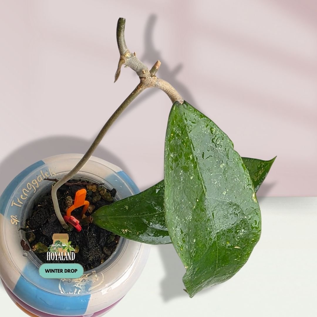 Established Hoya sp Trenggalek showing semi-cardboard leaves with tactile raised veins and silver splash