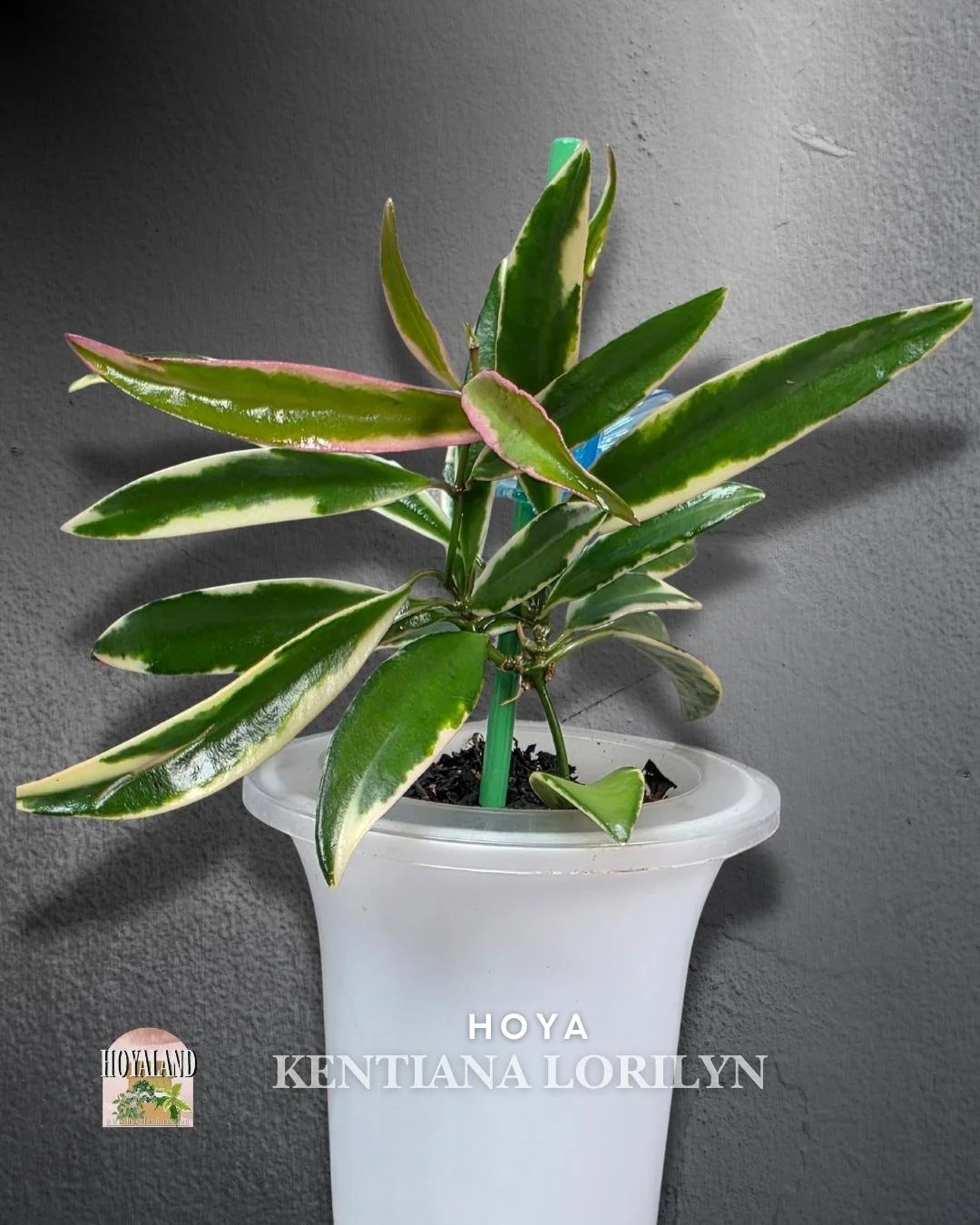 🌞 Hoya kentiana "Lori Lyn"  outer variegated plant | 2 heads 🎇