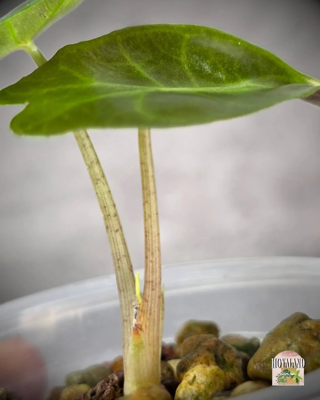 Alocasia venom corm (3).jpg