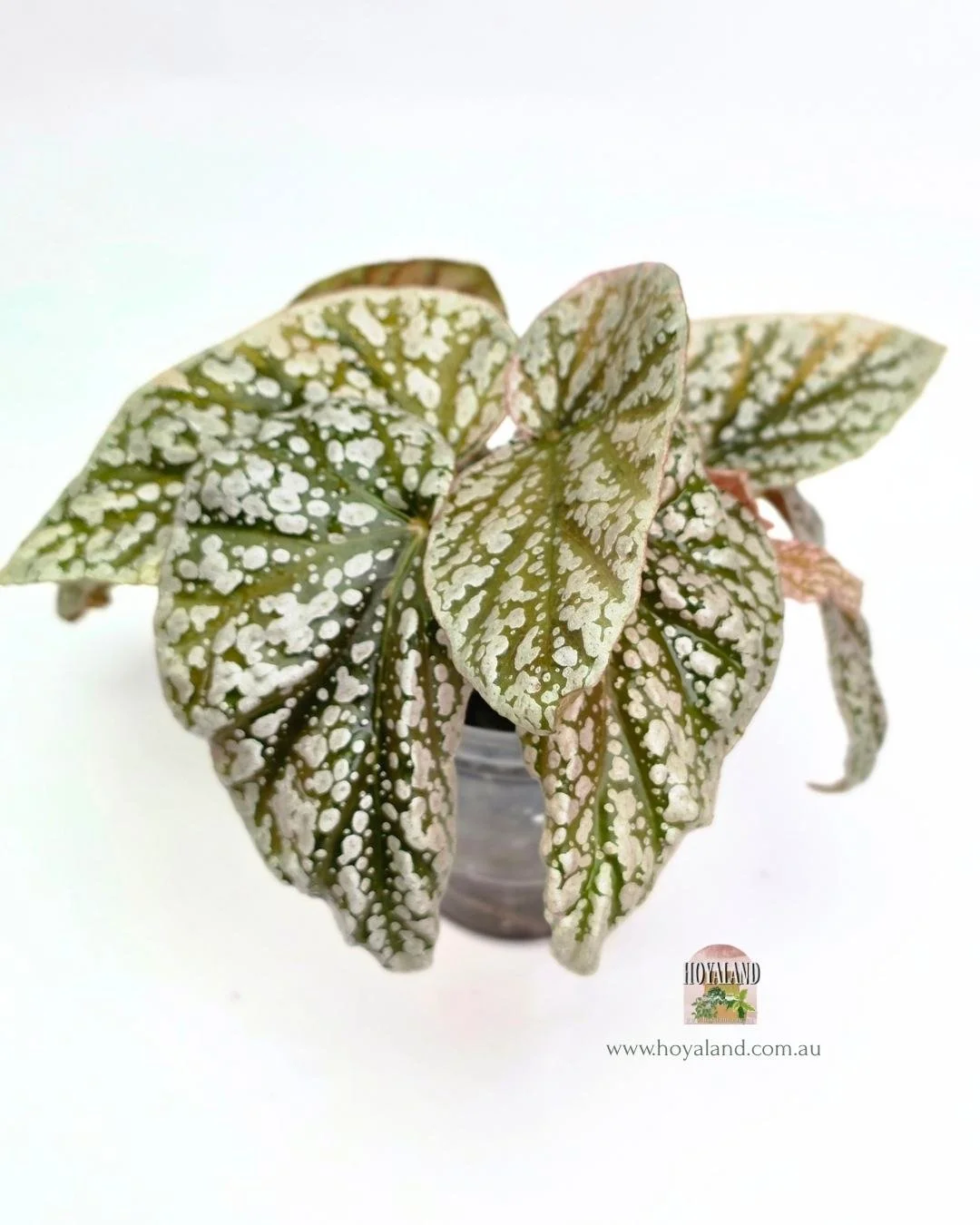 Begonia snow cap variegata (4).jpg