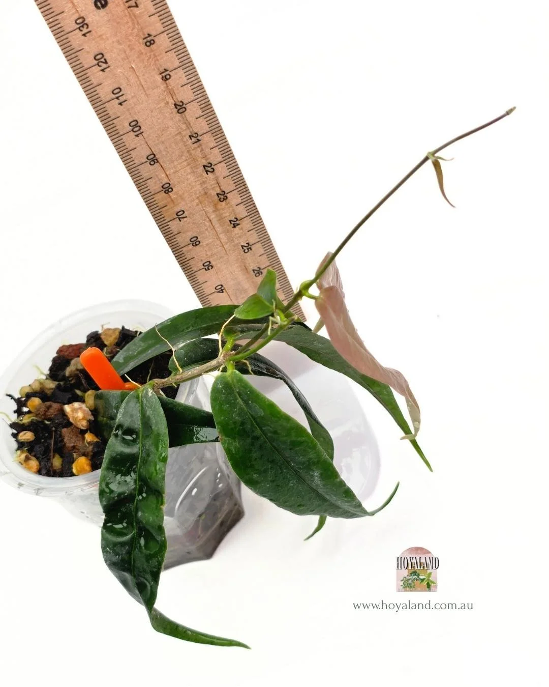 Hoya paradisea (2).jpg