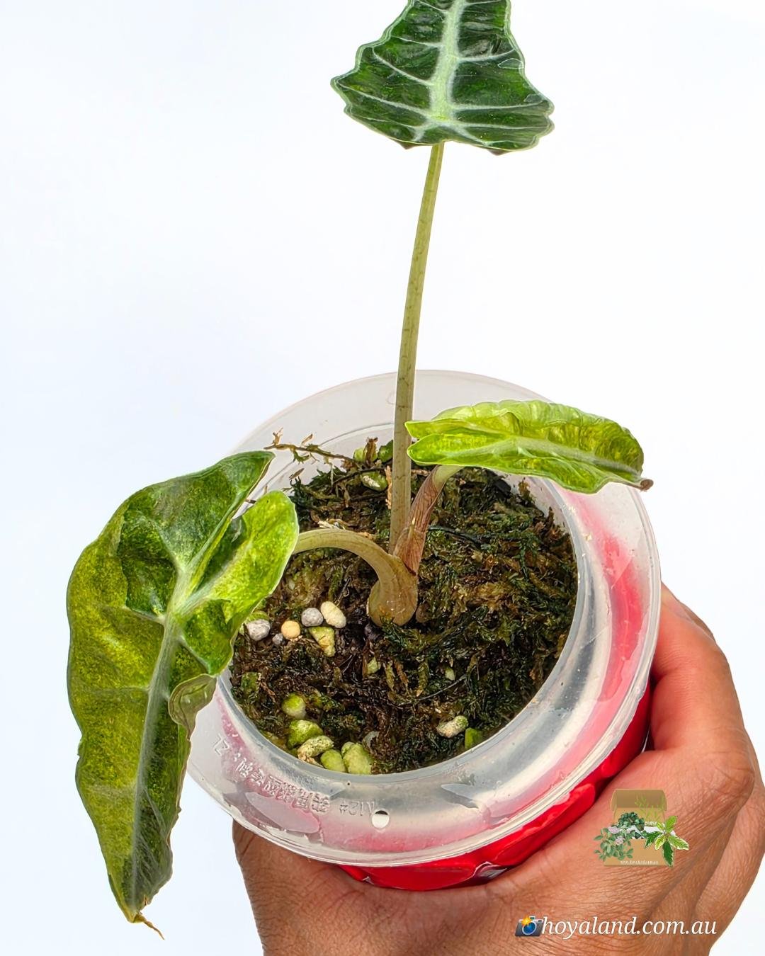 Alocasia sanderiana bull aurea (6).jpg