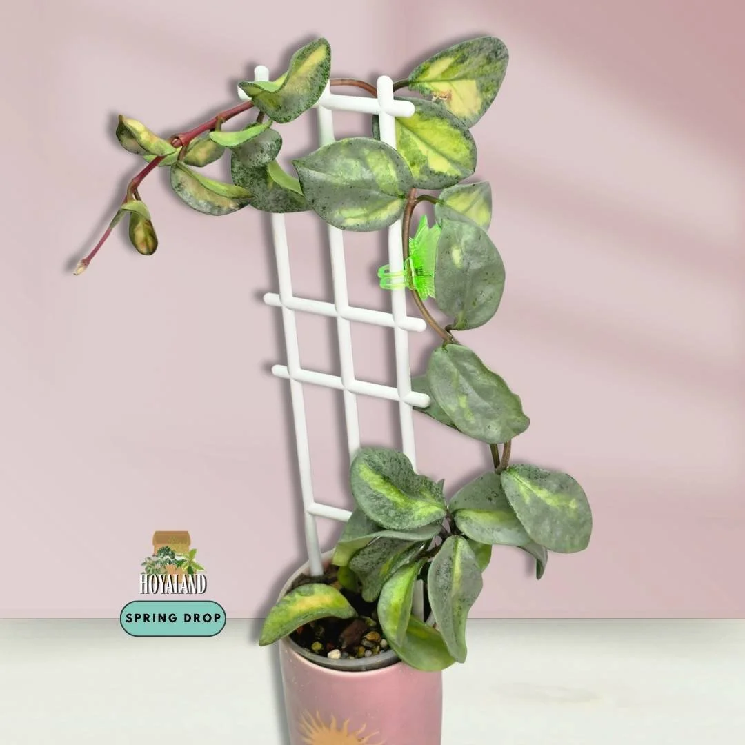 Hoya carnosa Argentea Princess | Rare Premium Silver and Variegated Hoya | Large