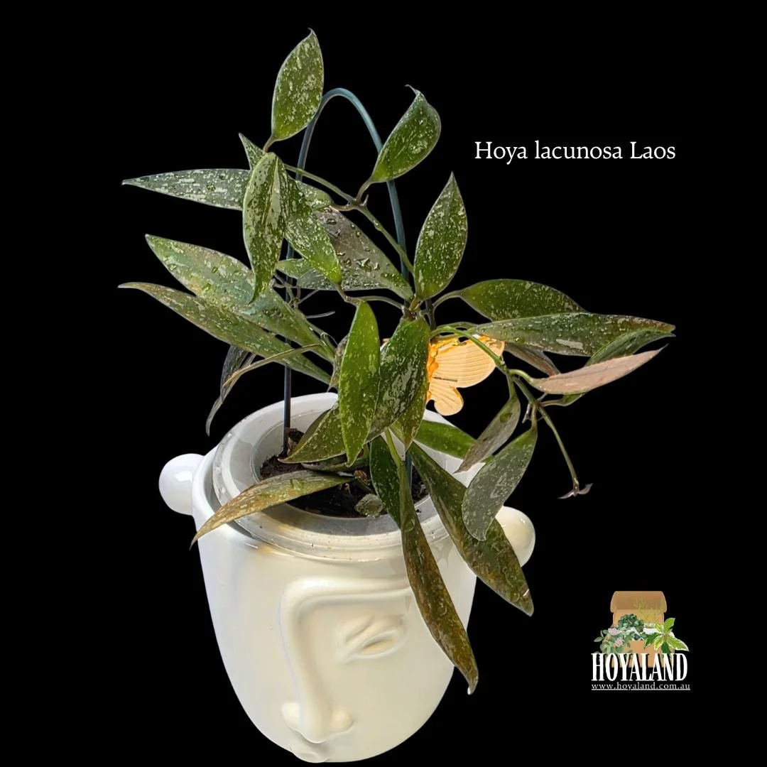 ⛄ Hoya lacunosa (Laos) | Splashy Sun-Stressing Rare Trailing Hoya