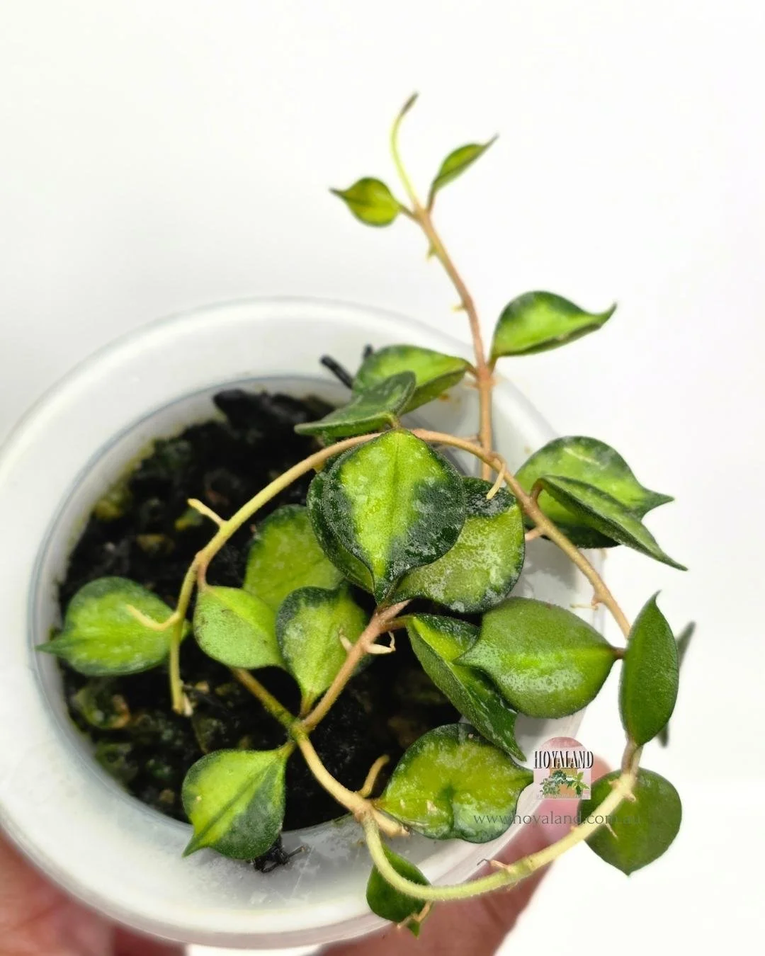 🍂 Hoya Curtisii Variegata B