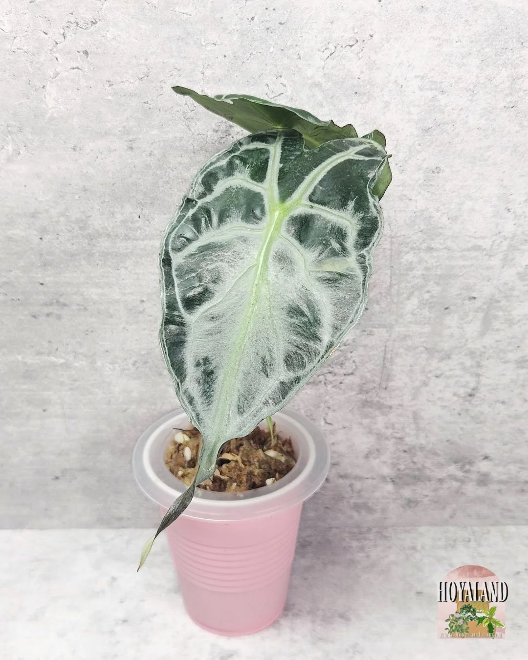 ALOCASIA VENOM (5).jpg