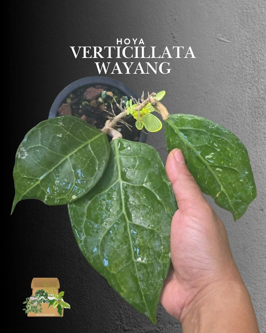 Hoya verticillata sp Wayang (5).jpg