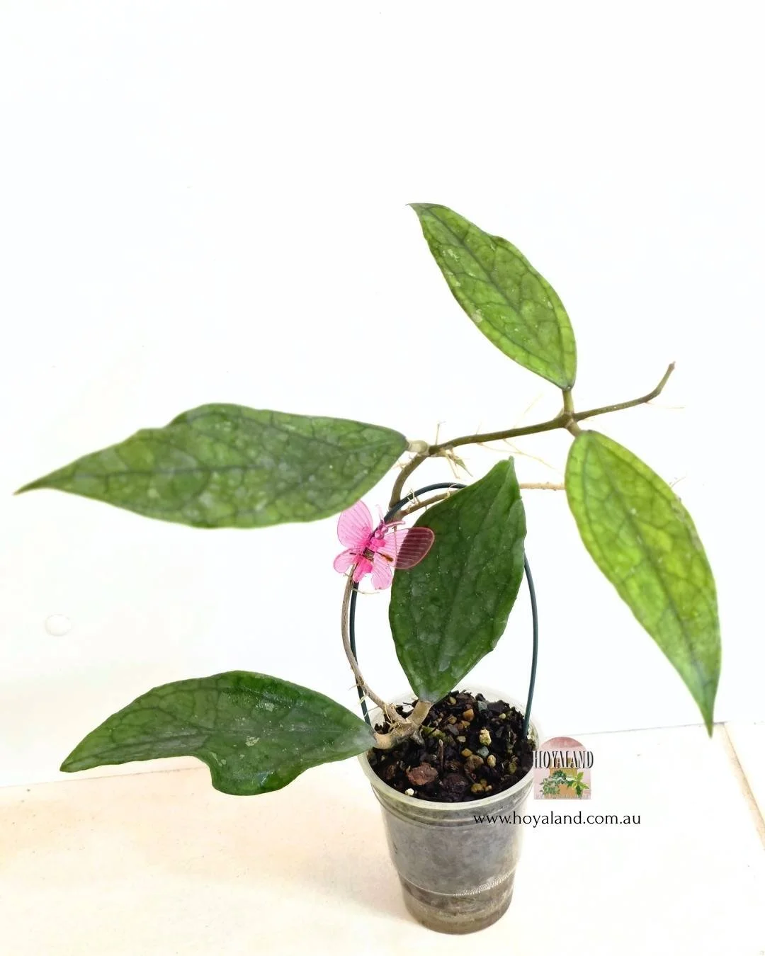 Hoya germany.jpg