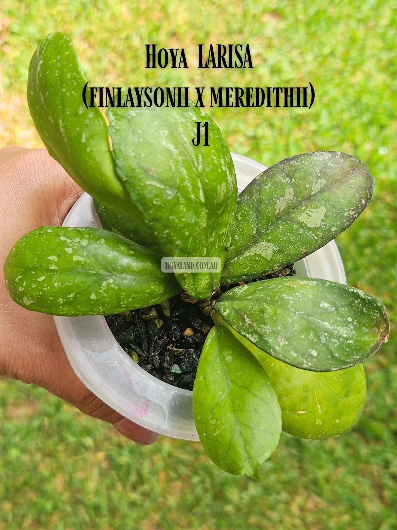 Hoya LARISA (finlaysonii x meredithii) J1 (4).jpg