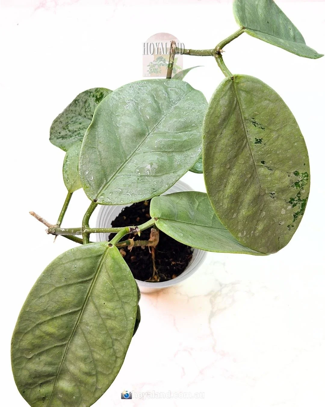 Hoya Coricacea silver (1).jpg