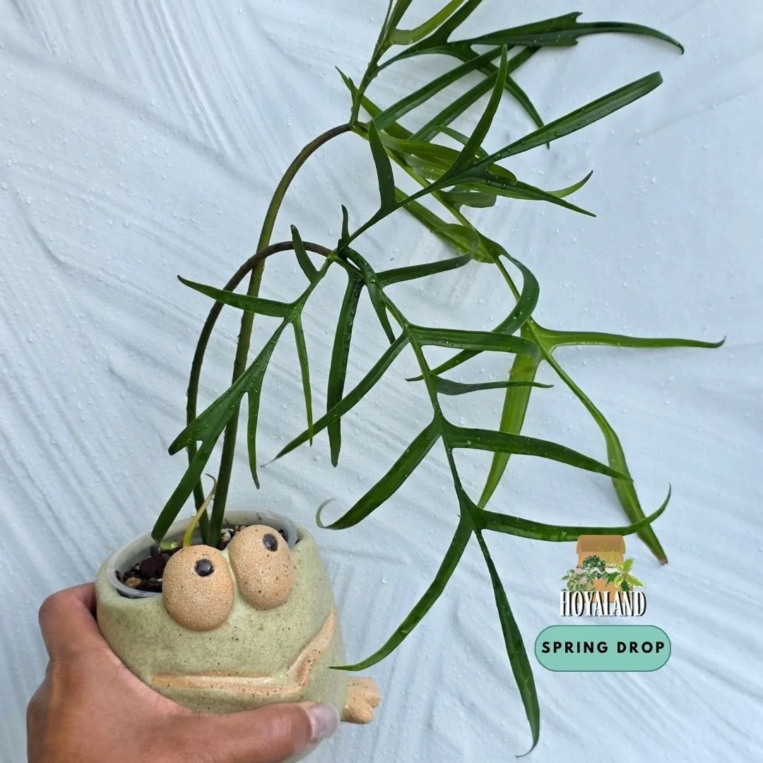 Philodendron polypodioides.jpg