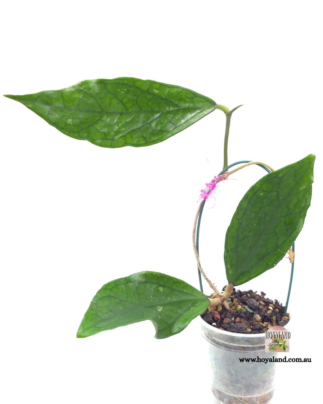 Hoya Germany (5).jpg