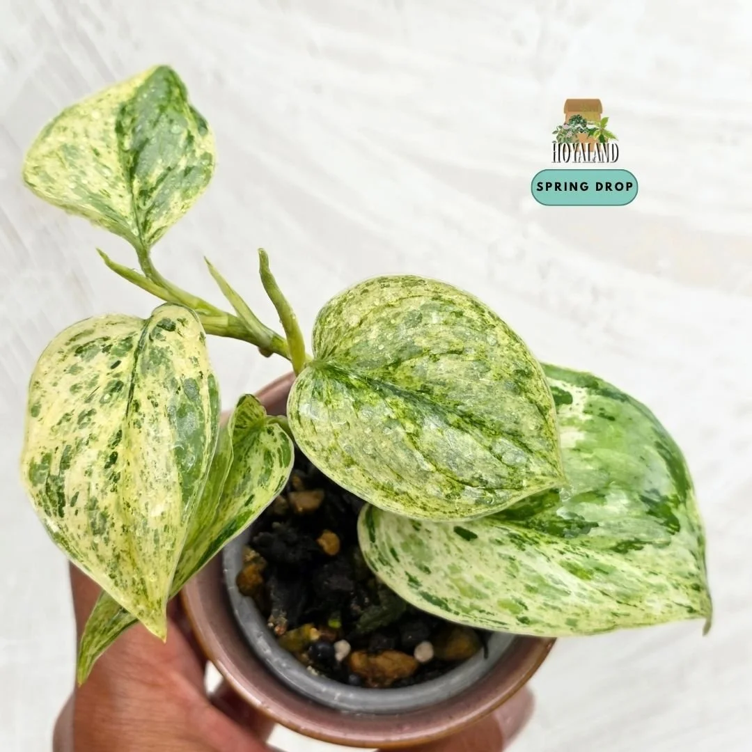 Scindapsus 'Tembaga' (Velvet Foliage with Subtle Copper Sheen)