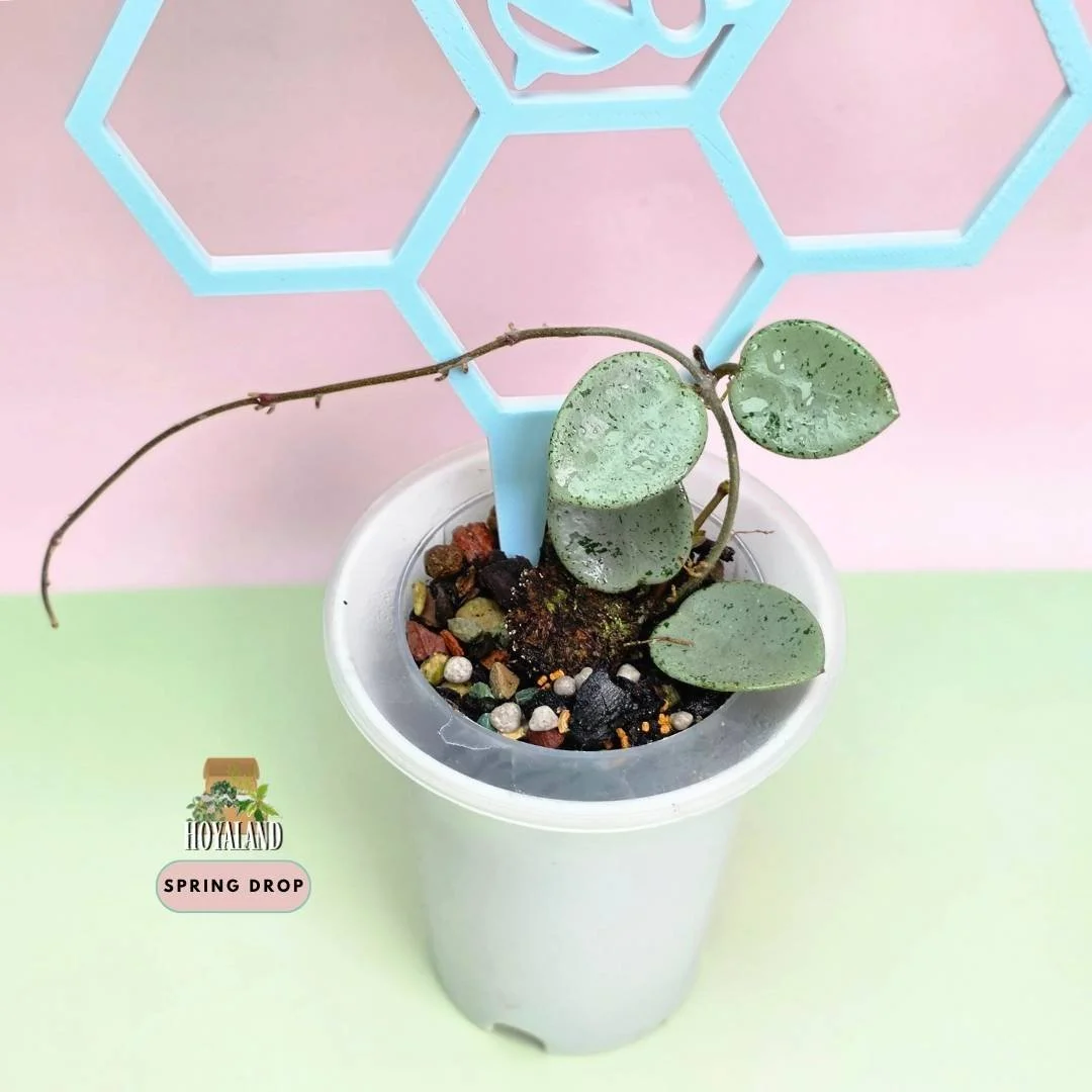 hoya mathilde silver indo grey fairy C (2).jpg