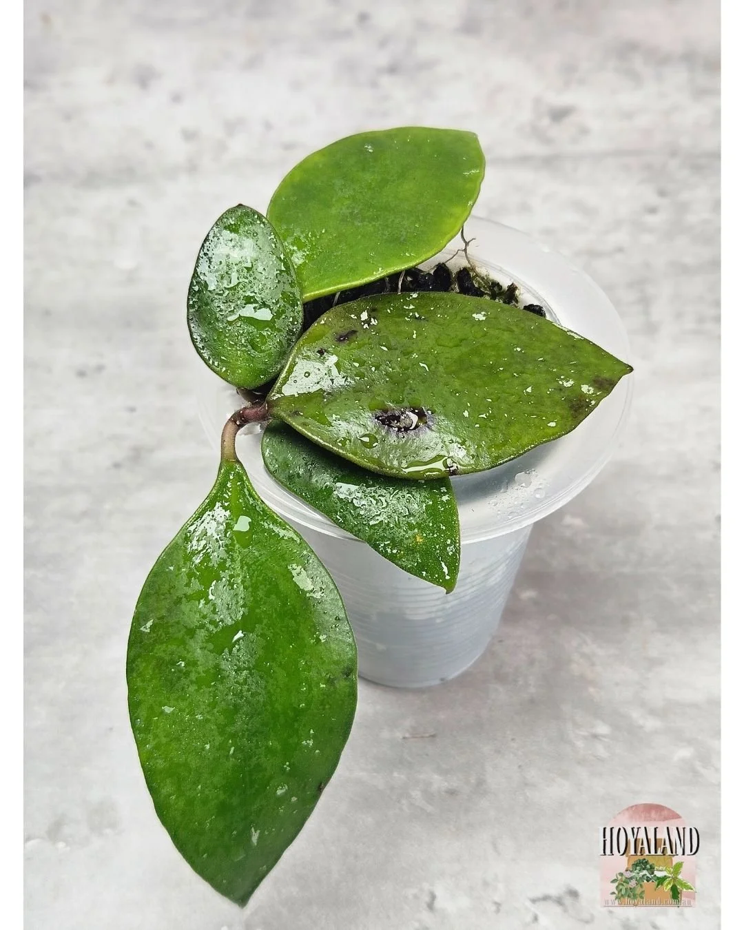 Hoya benchai (1).jpg