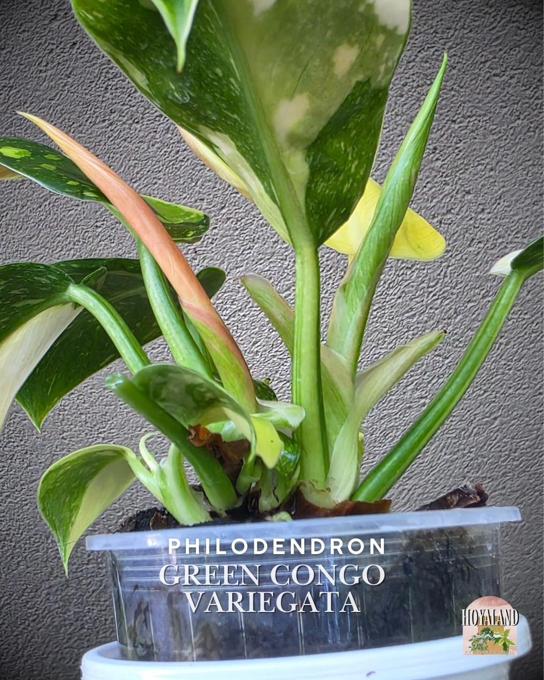 Philodendron green congo variegata b (4).jpg
