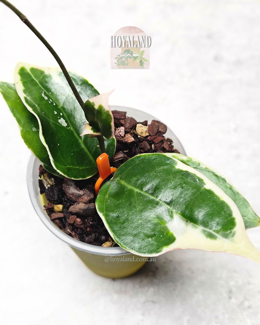 Hoya verticillata sp Panglay.jpg