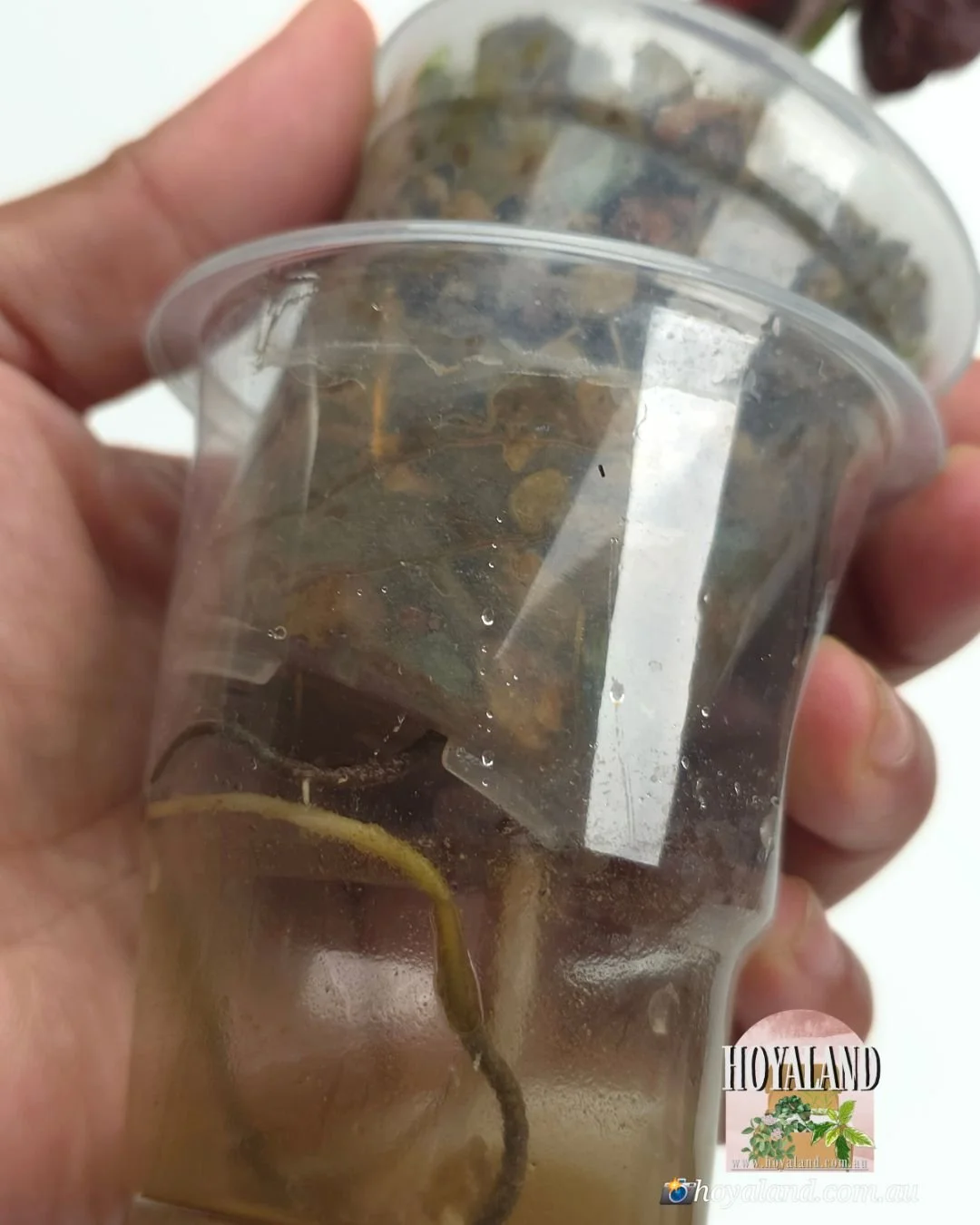 Syngonium red arrow variegata (5).jpg