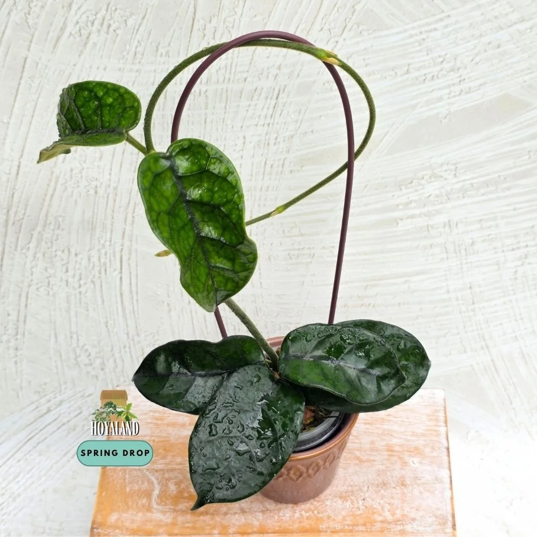 Hoya caobang (7).jpg