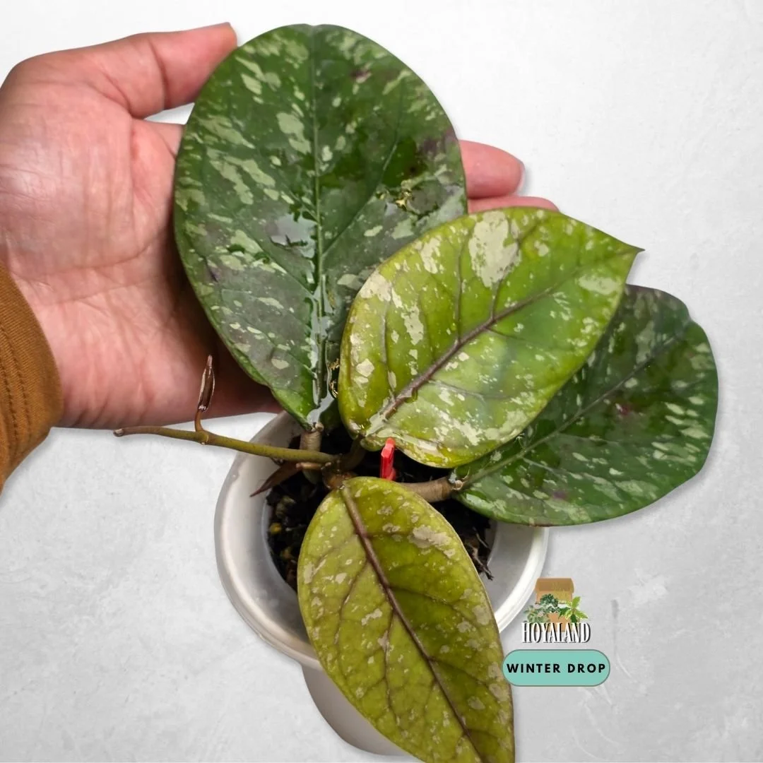 Rare Hoya sp. Gayo Lues Splash (Heavy Silver Fleck)