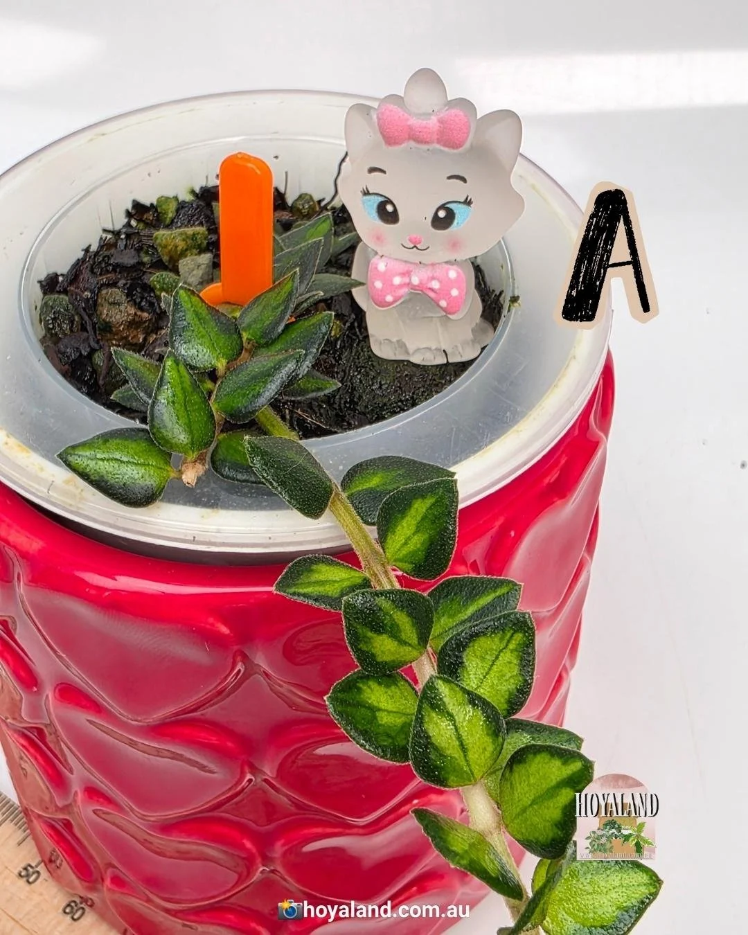 Hoya chinghungensis variegata A (4).jpg