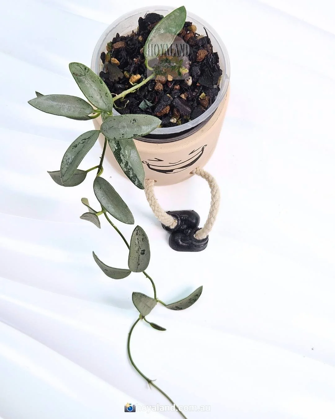 Ultra rare small leaf Hoya lima silver A 🎉