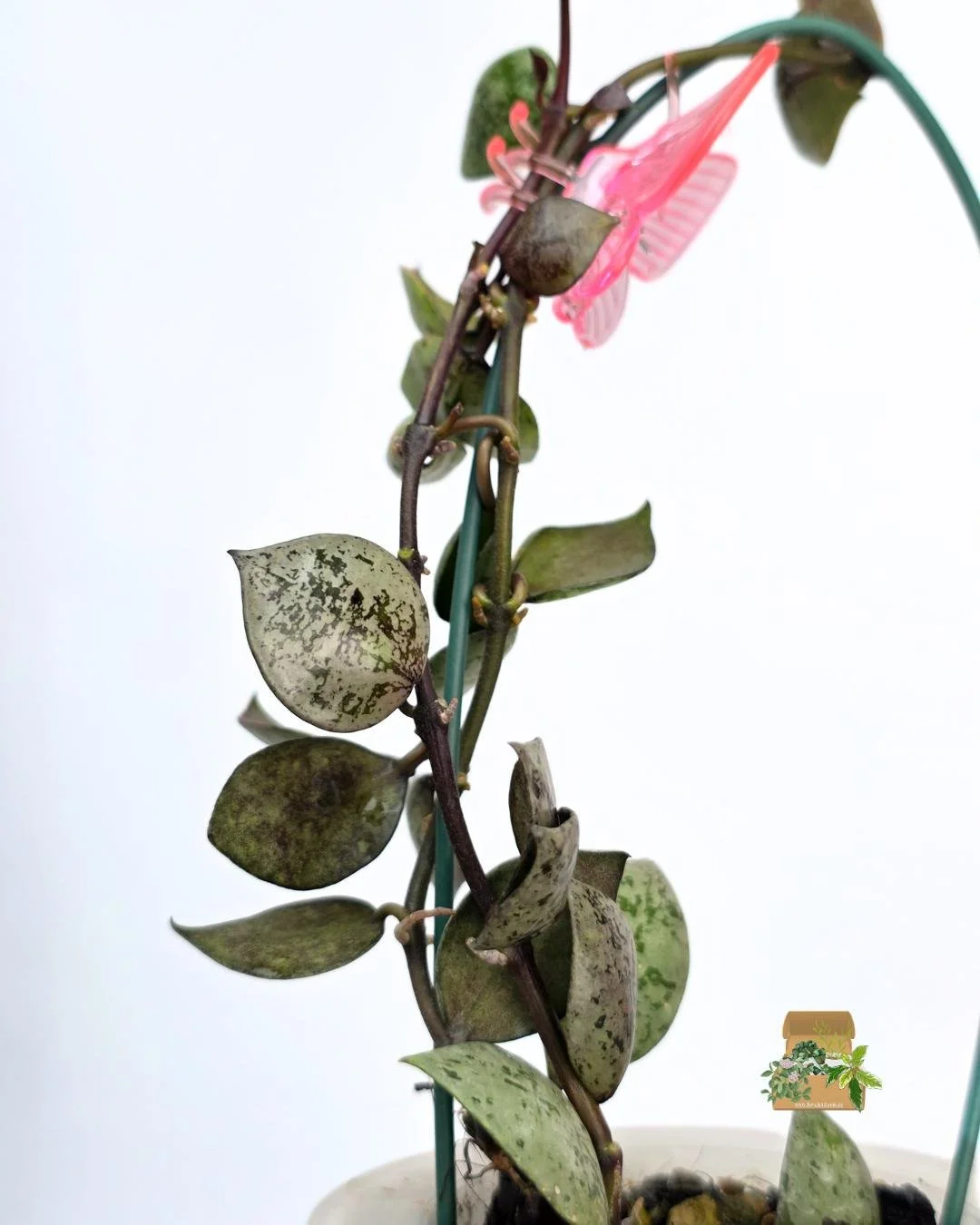 Hoya lacunosa black aurora (2).jpg