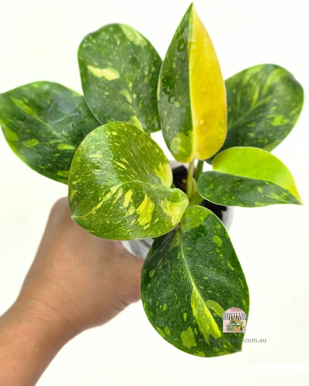 Philodendron Green Congo Var (2).jpg