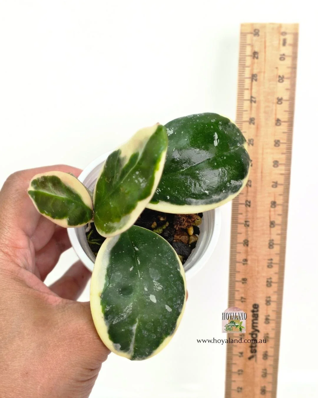 Hoya obovata albo (3).jpg