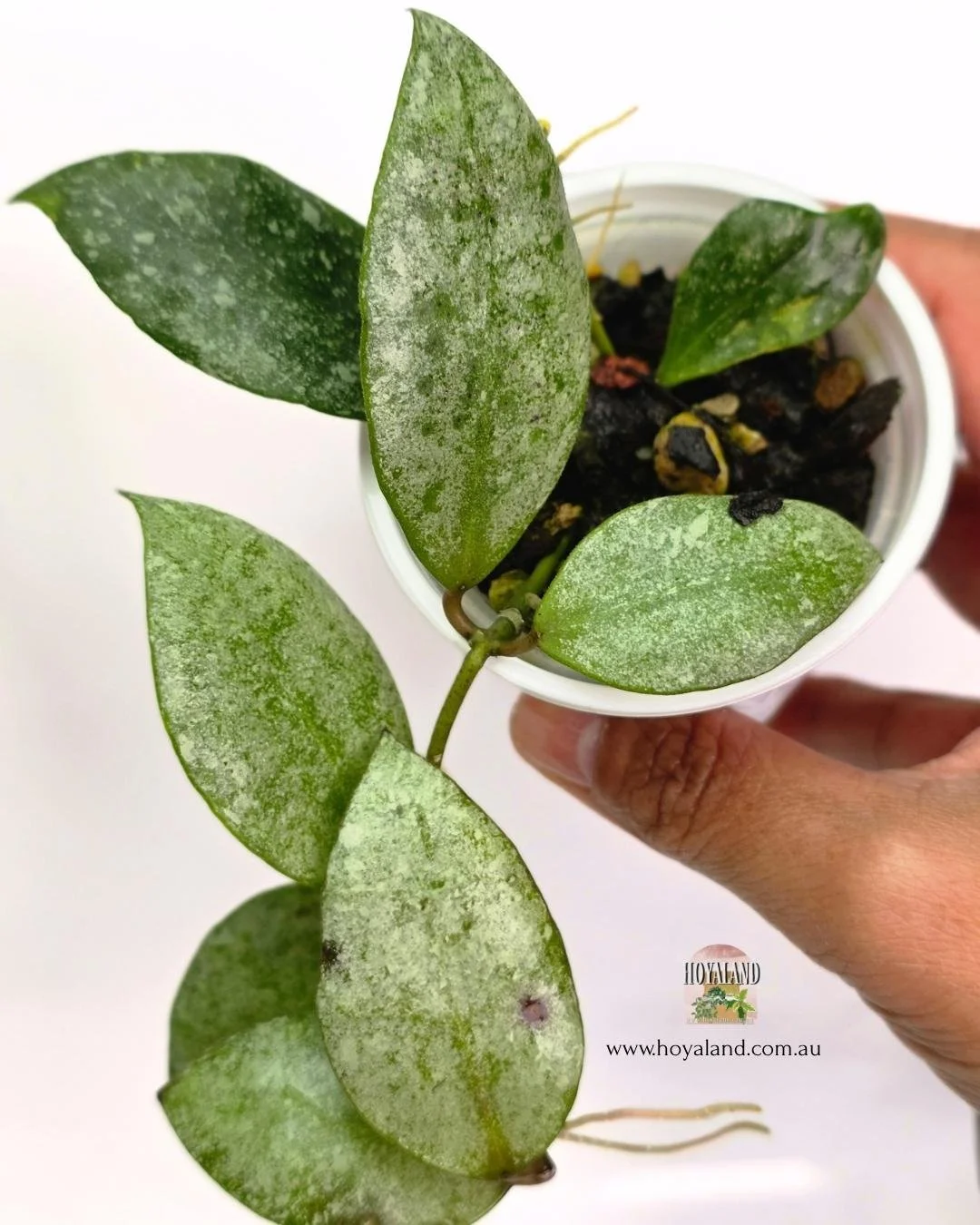 Hoya sp kinabalu (2).jpg